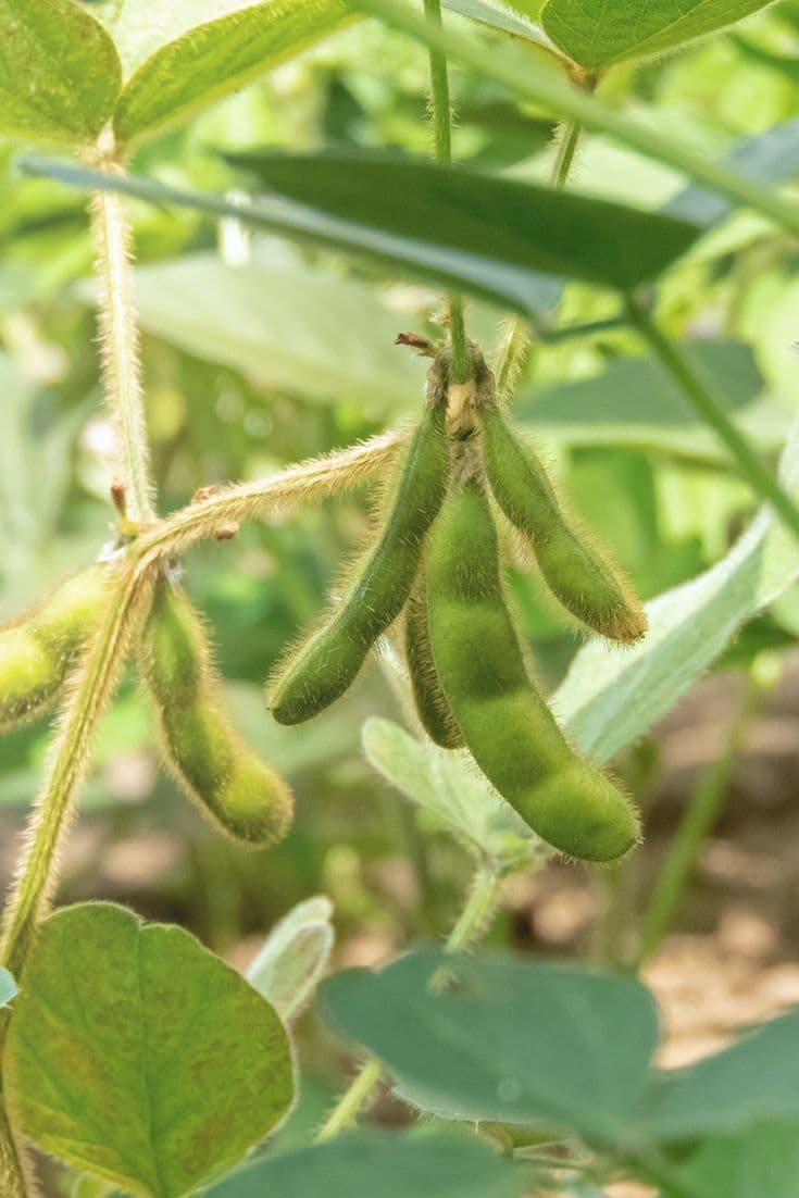 Shayasi Farms crop field